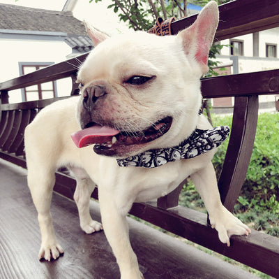 Pet Bow Tie Dog Bow Tie Removable Handsome And Customizable Collar